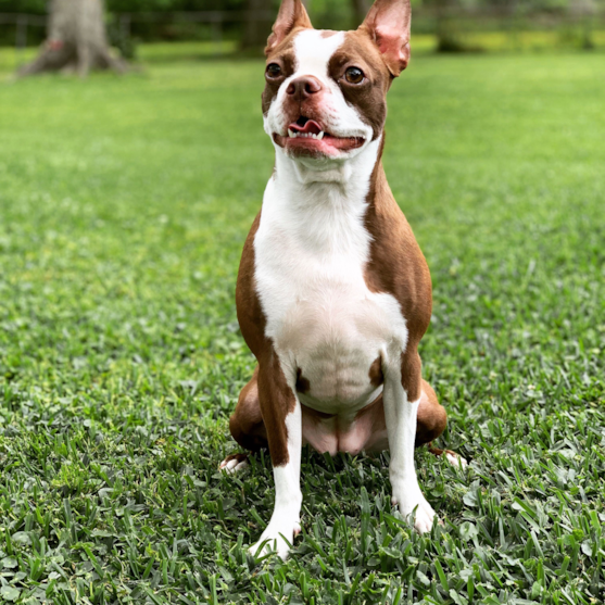 brown and white Boston terrier on grass